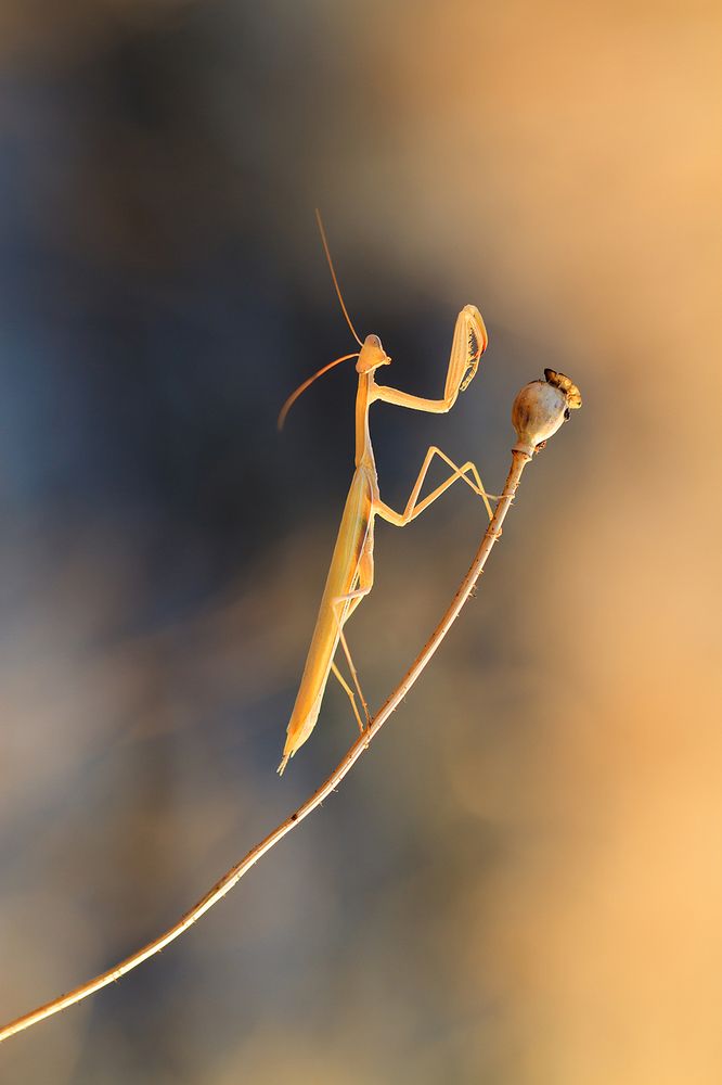 Готов к фото