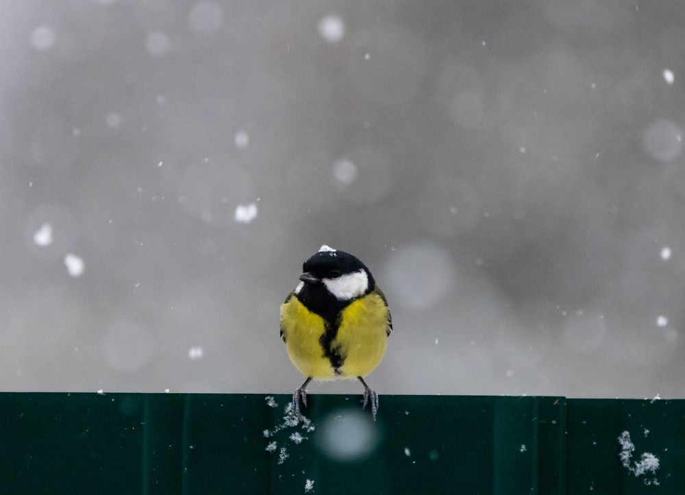 Фотография автора Максим