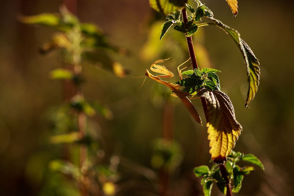Одетый в свет