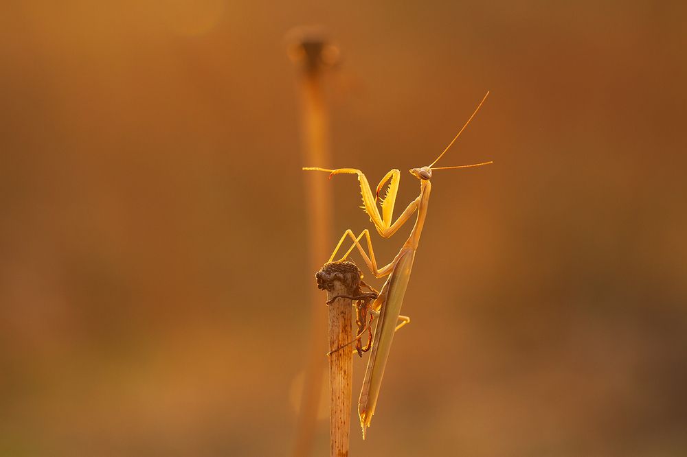 Солнечный вечер