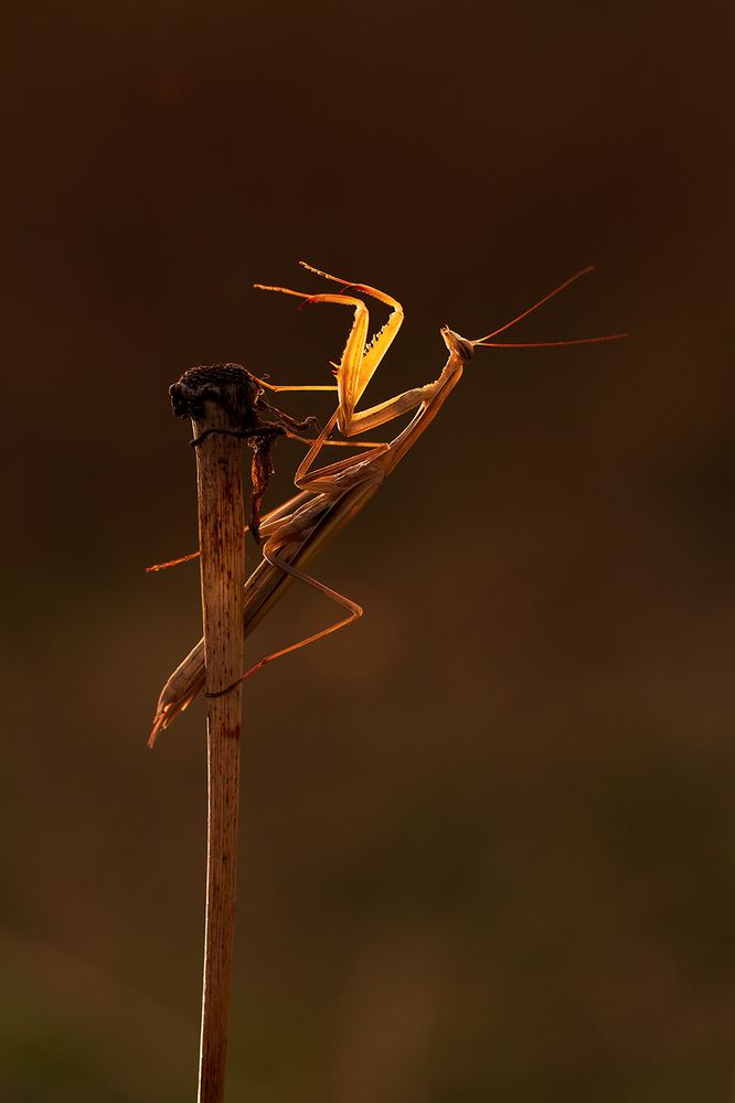 Встречая закат