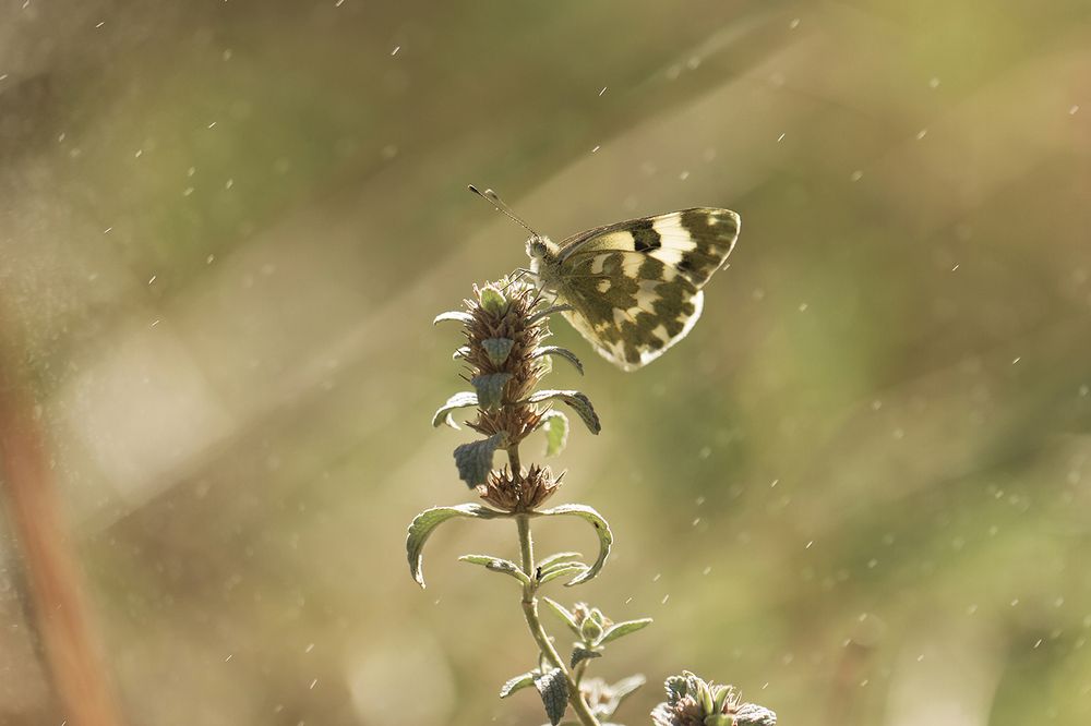 Photograph by Станка Петрова