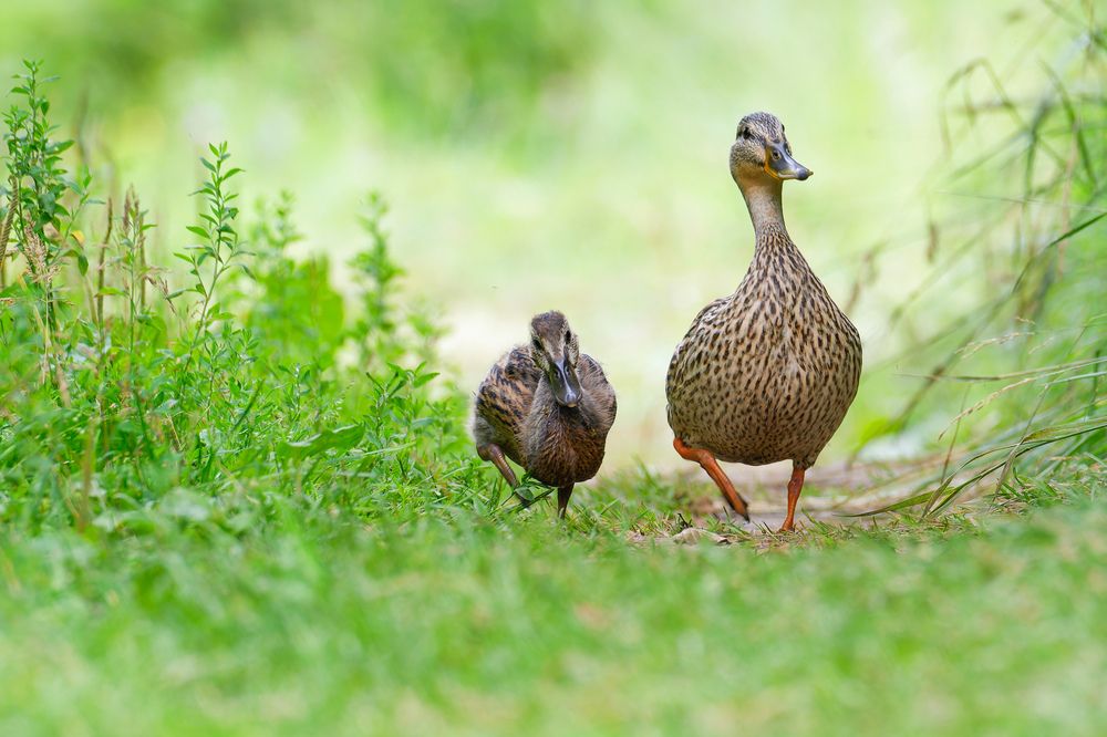 Яблоко от яблони/Like Mother, like son