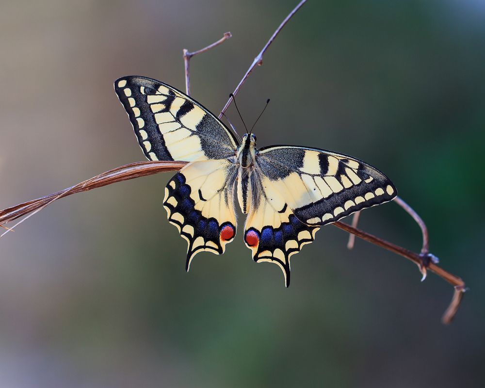 В день рождения бабочки