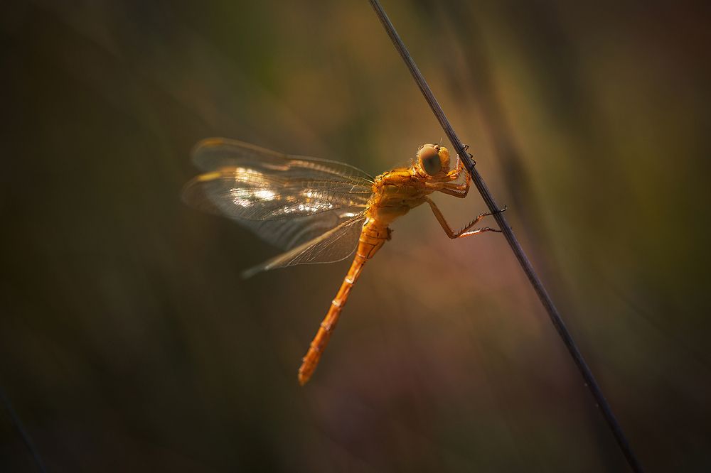 Photograph by Станка Петрова