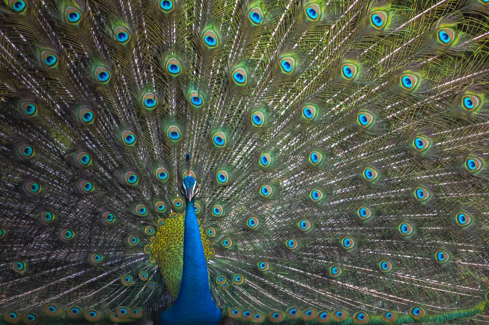 Photograph by Bimsara De Alwis