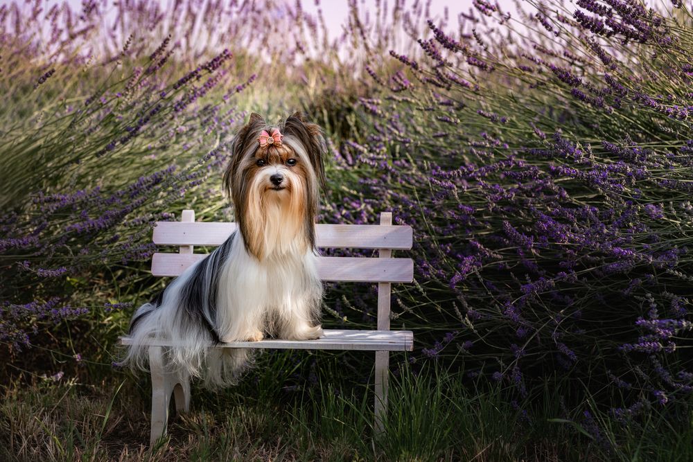 Photograph by Tamás Horváth