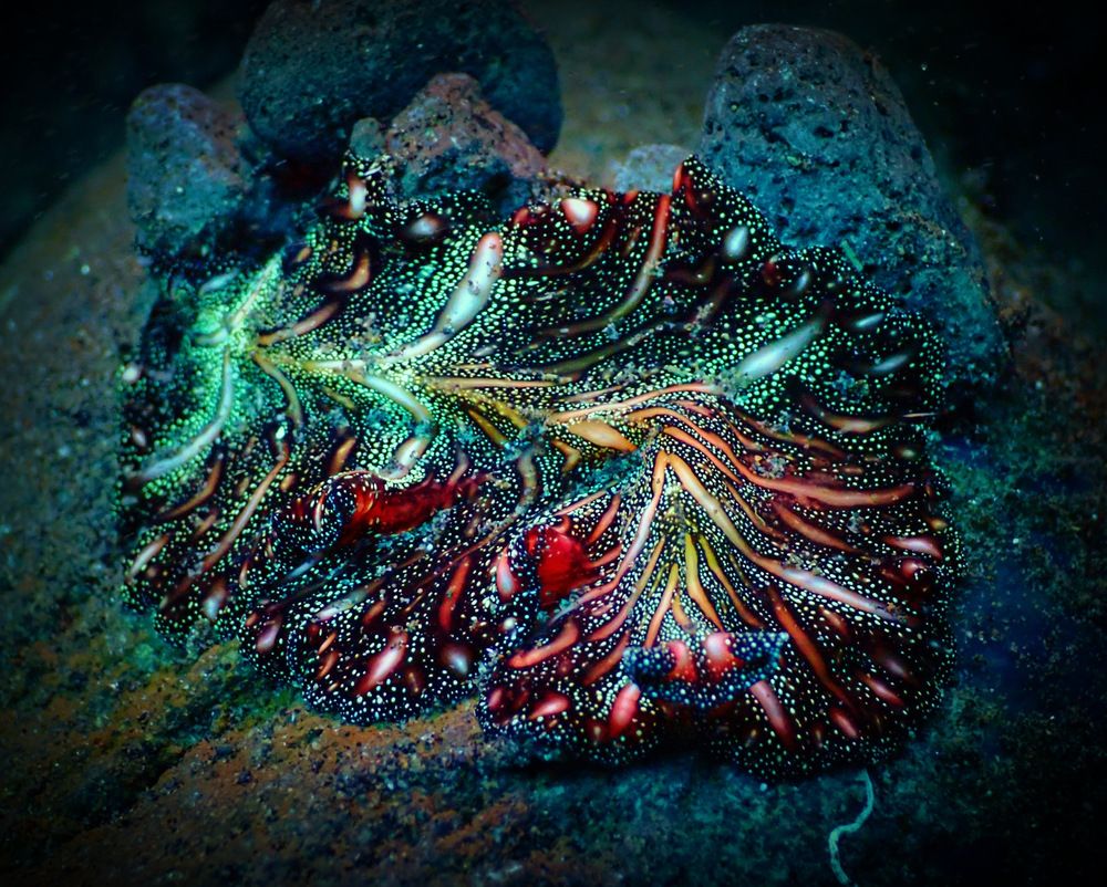 Абстракции подводного мира