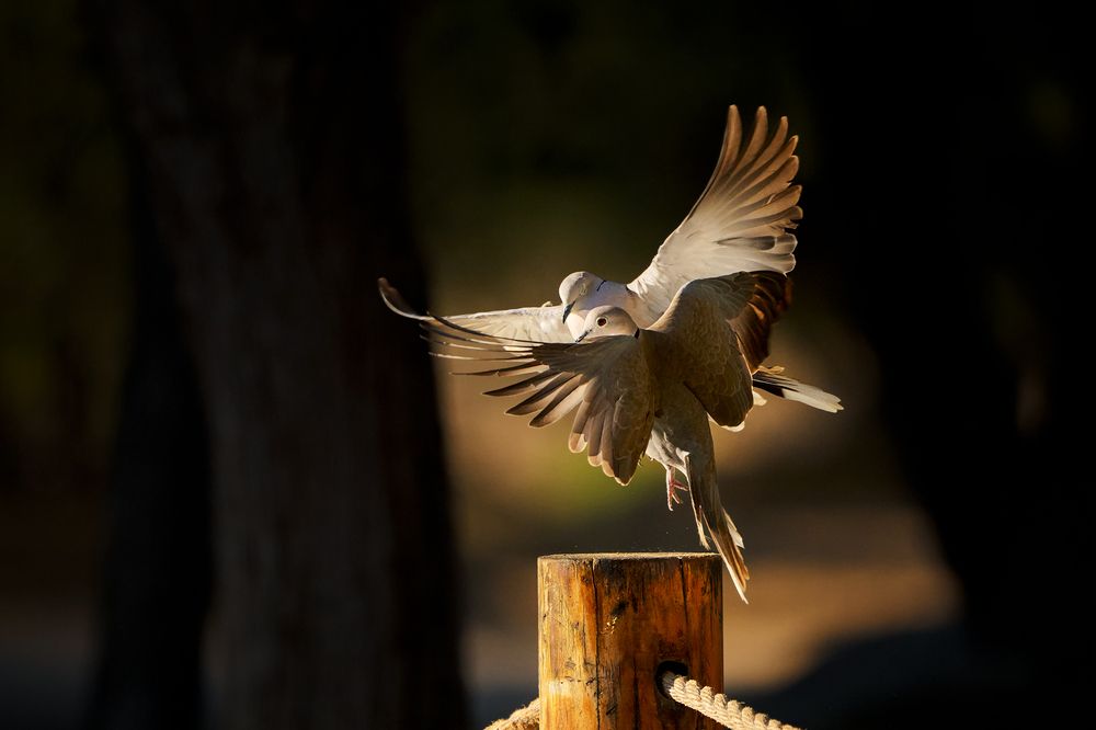 Фотография автора Zeeshan Qamar