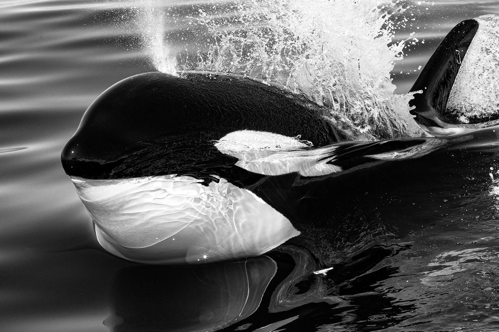 Фотография автора piet van den bemd