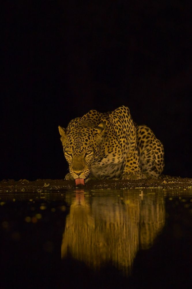 Night visitors at the watering hole I.