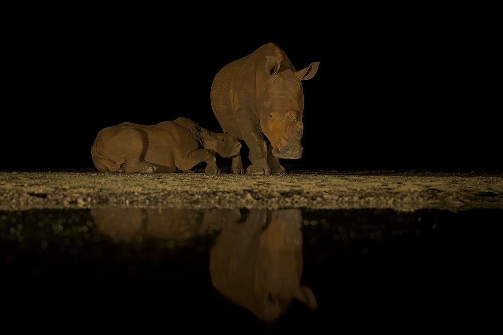 Night visitors at the watering hole II.