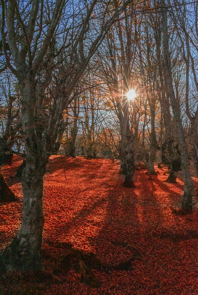 The Great Sunshade Highlighted Gold Dead Leaves