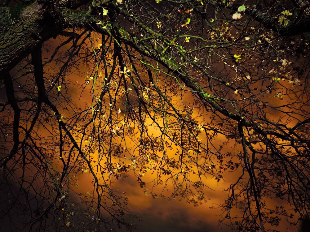 Фотография автора Александр Адамович