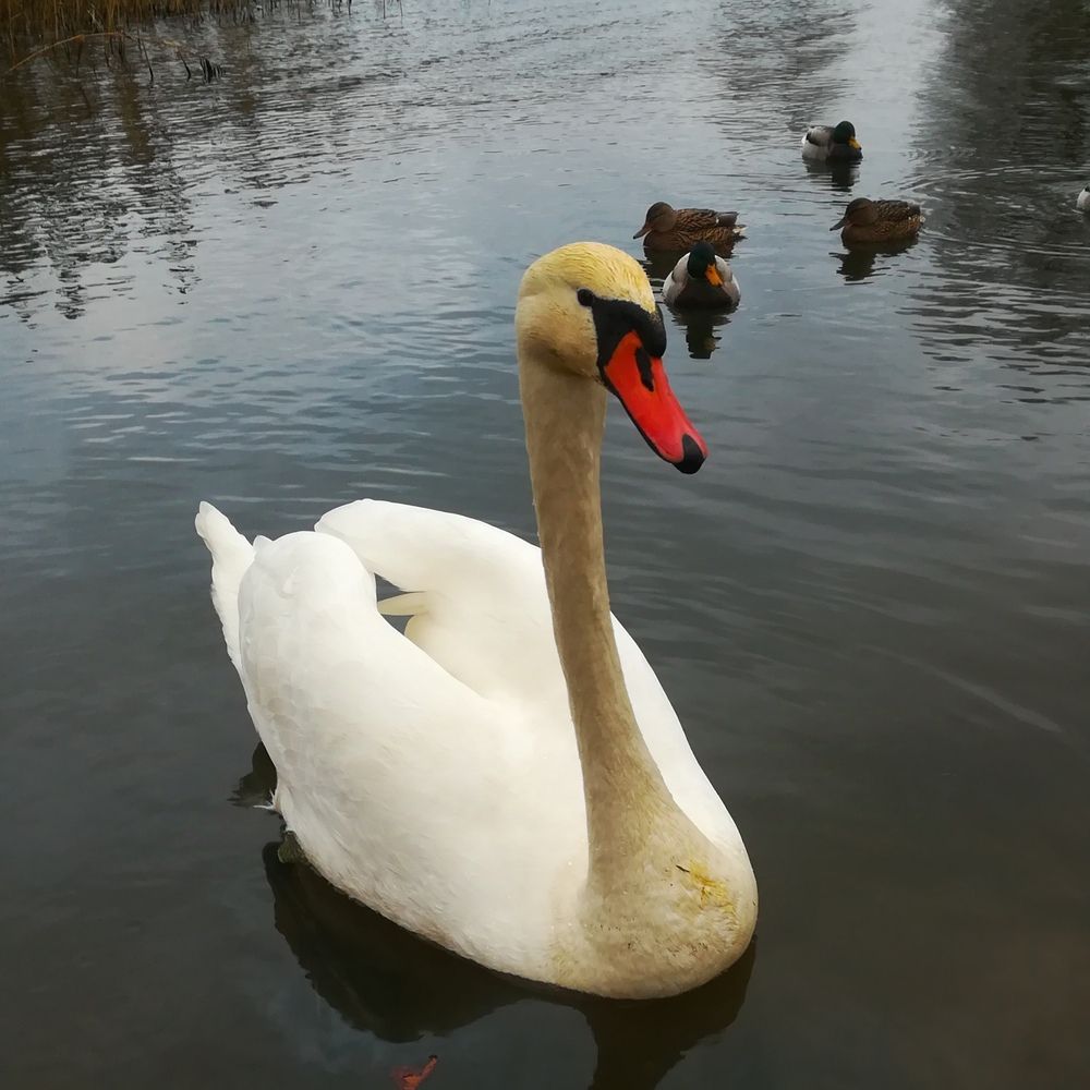 Photograph by Екатерина Супраненок