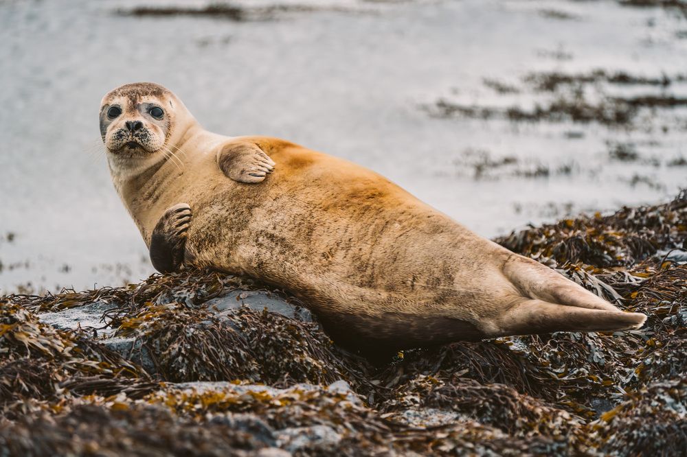 Resting on the Shores of Ytri Tunga