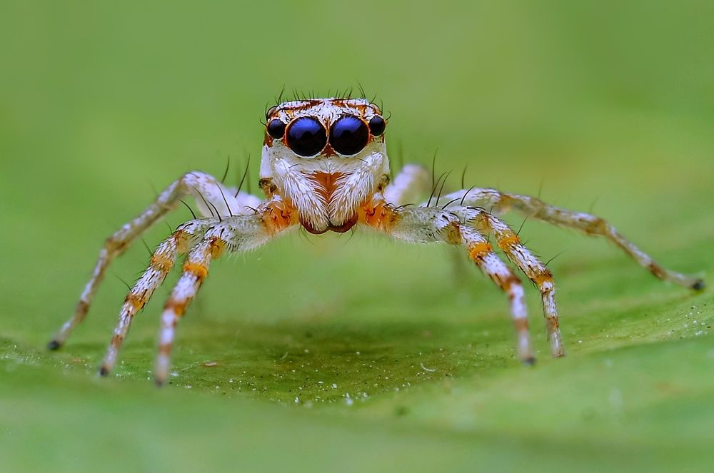 Photograph by Anjazz doz santoz