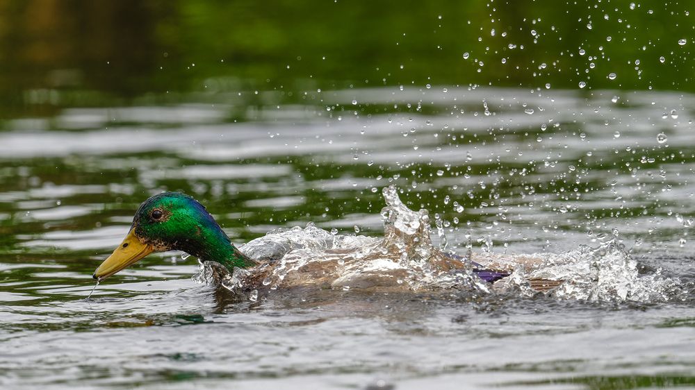 Водные процедуры