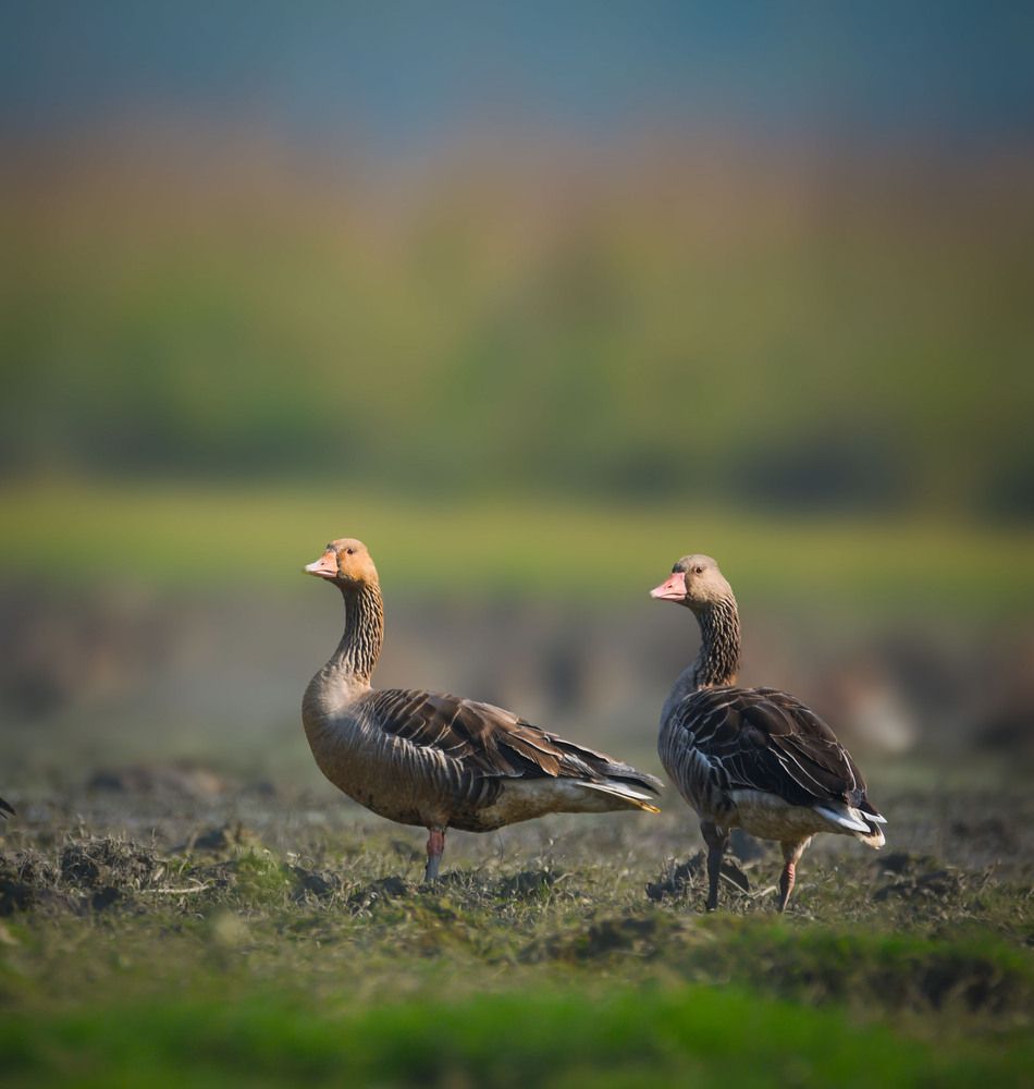 Photograph by Shakti brata Bhattacharjee