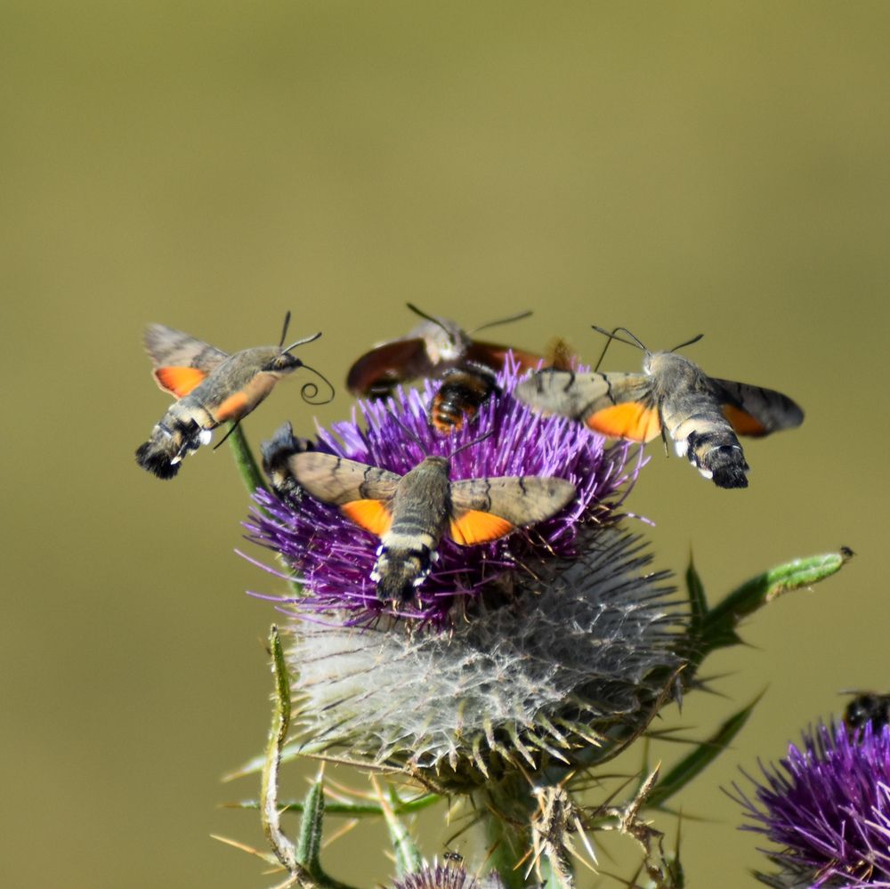 Photograph by Аlina BRAZIUL