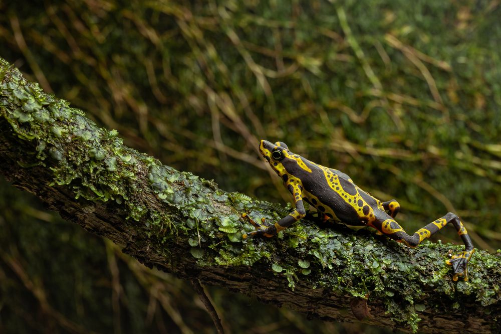 Harlequin on the Rainforest