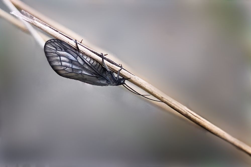 Photograph by Marko Stoickov