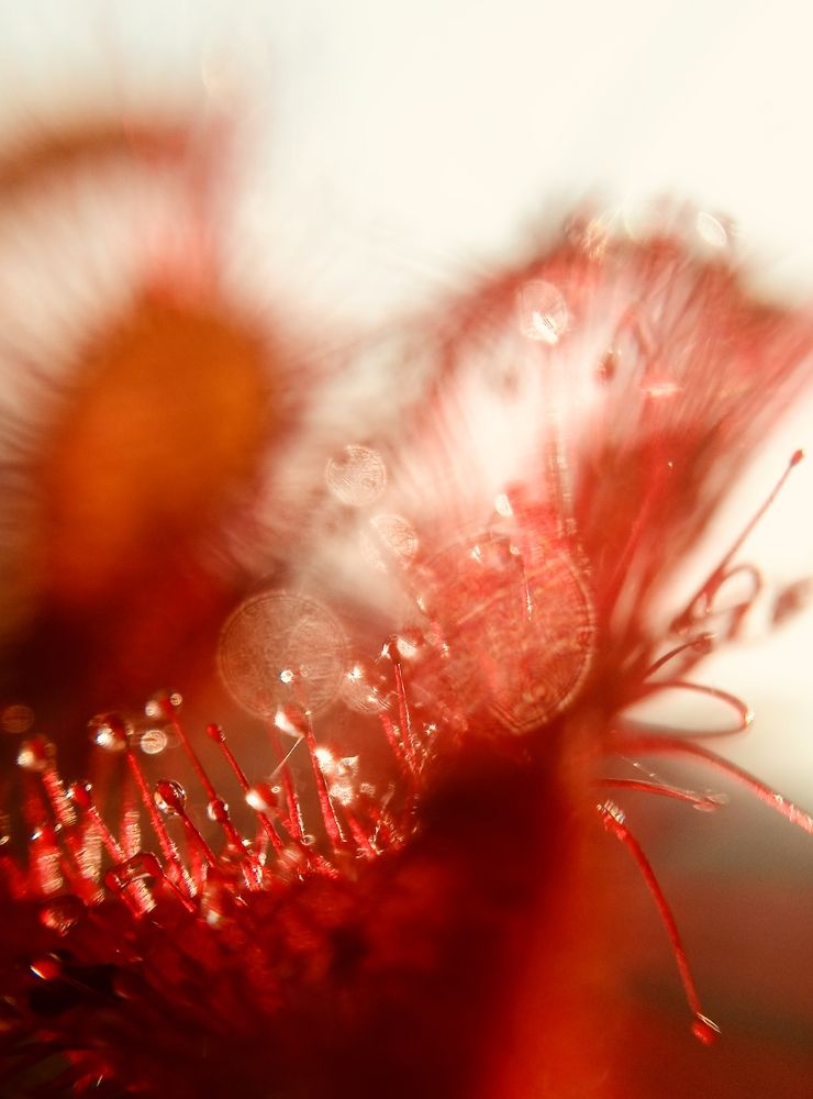 В каплях росы