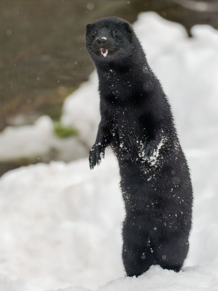Фотография автора Mariya Belyalova