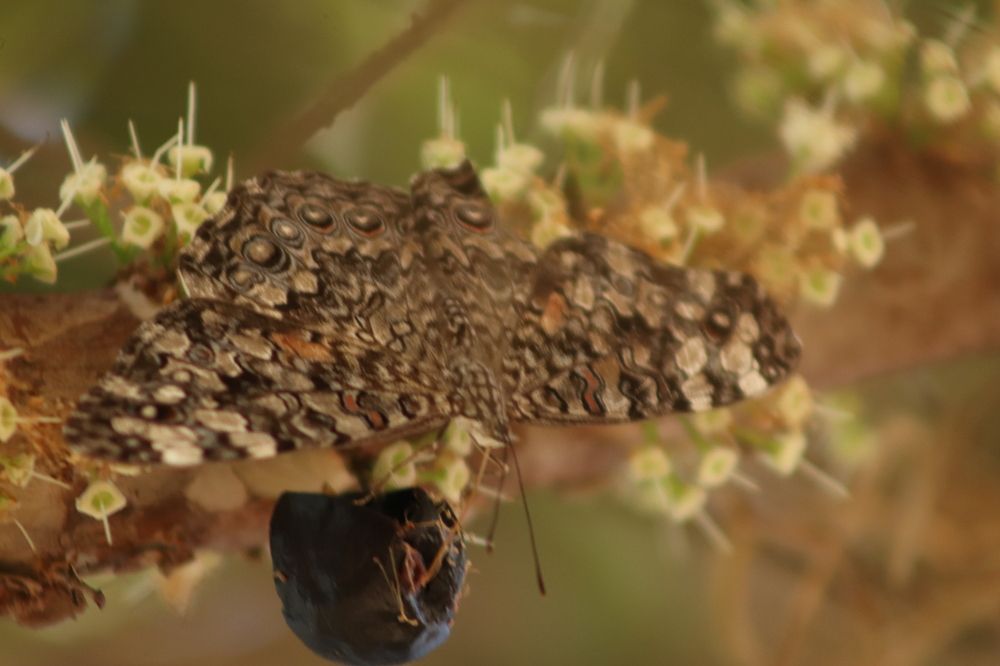 Photograph by Juliana