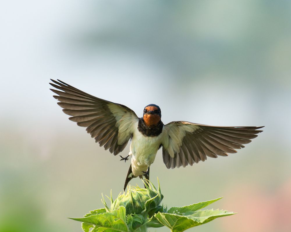 Фотография автора Anandhu M