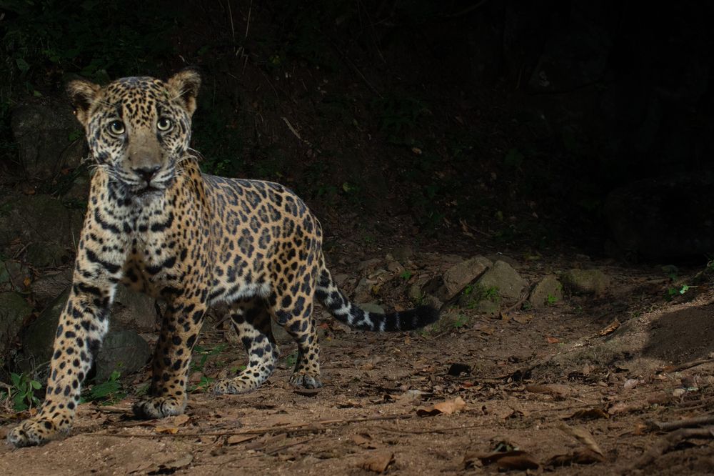 Photograph by Omar Carax