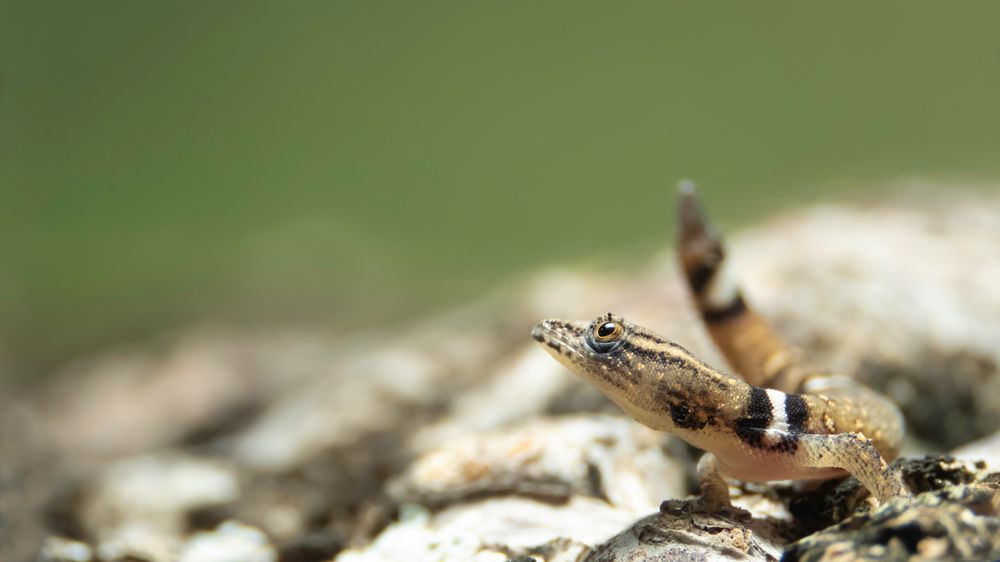 Photograph by Omar Carax