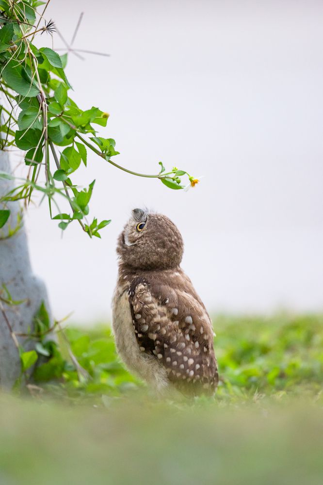 Photograph by TELAN NIRANGA