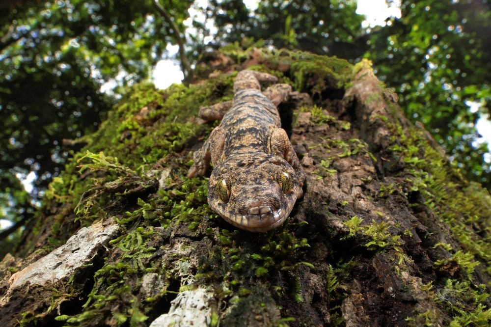 Photograph by Omar Carax