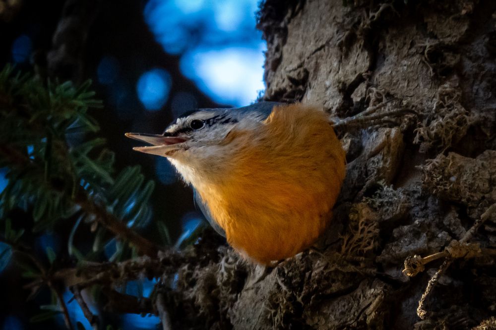 announces his presence