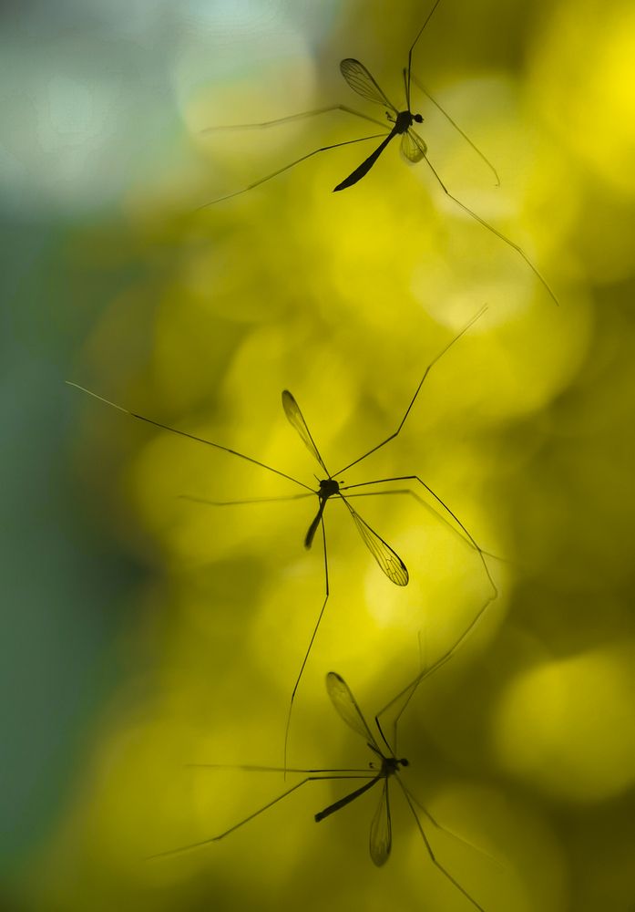 Фотография автора Anil Prabhakar