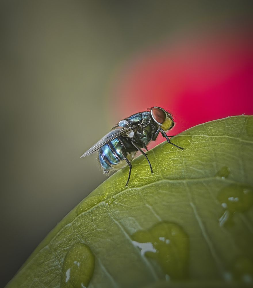 Фотография автора Anil Prabhakar