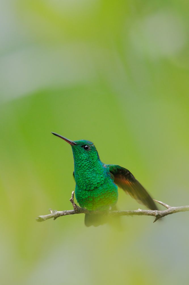 Photograph by Omar Carax