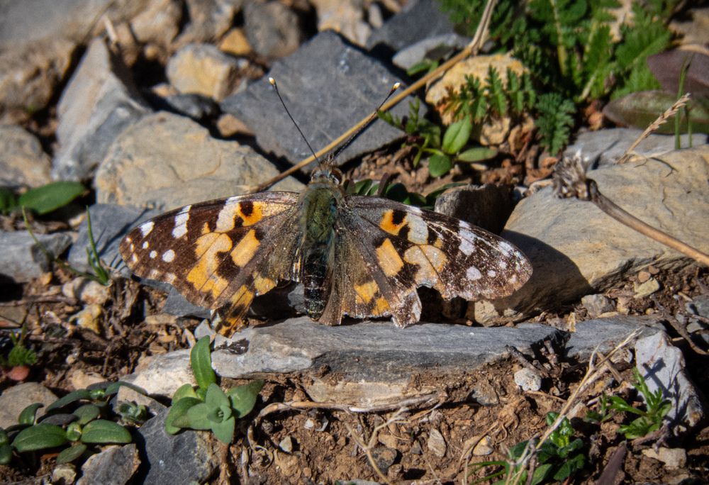 Photograph by Ayoub Kebbour