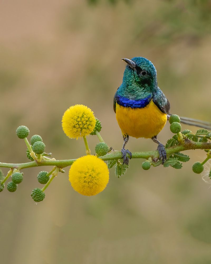 Photograph by Dina Eid