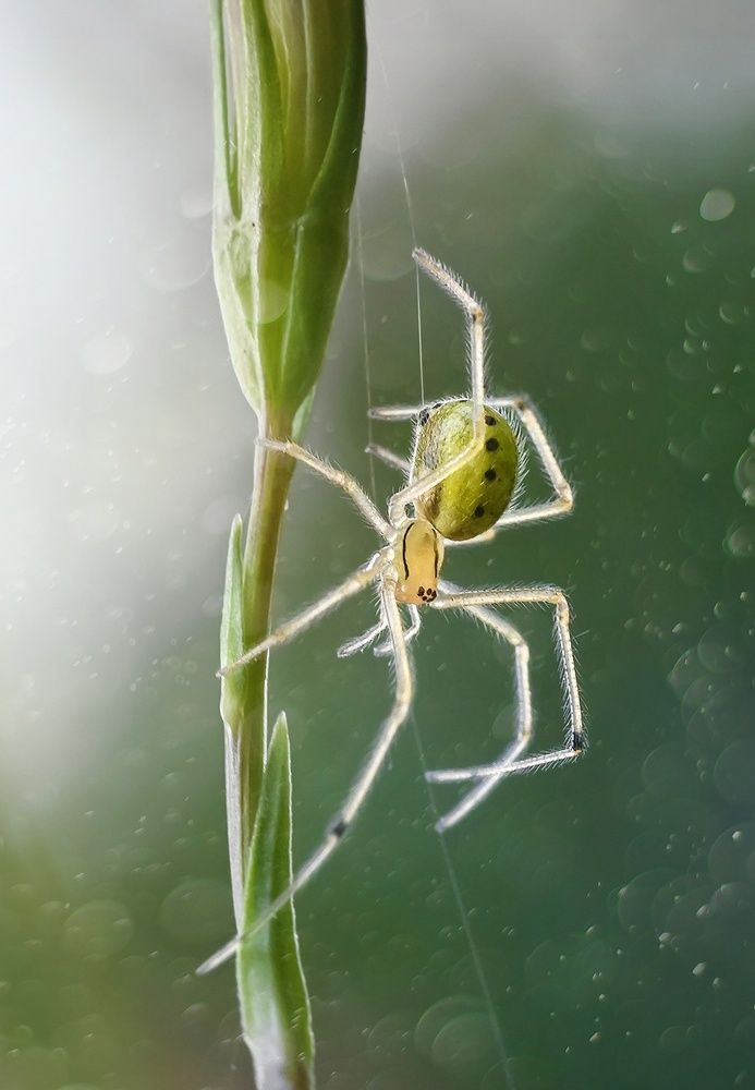 Зависнув на ниточке
