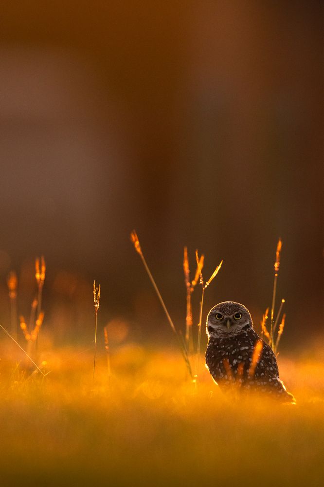 Photograph by Telan Niranga Gajanayaka Pathirage