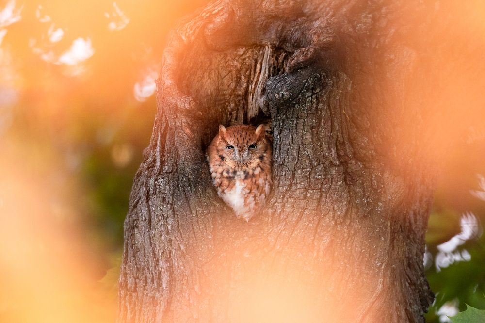 Photograph by Telan Niranga Gajanayaka Pathirage