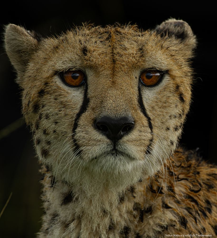 Photograph by SETHU RAJ R