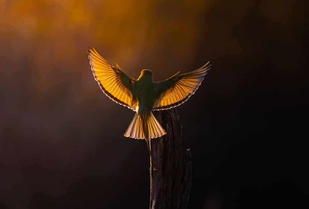 Photograph by SETHU RAJ R