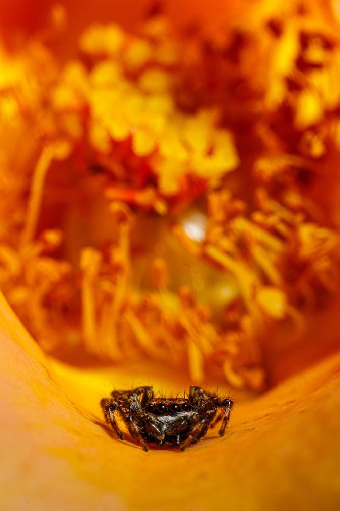 Фотография автора Gabriel de Araujo Almeida