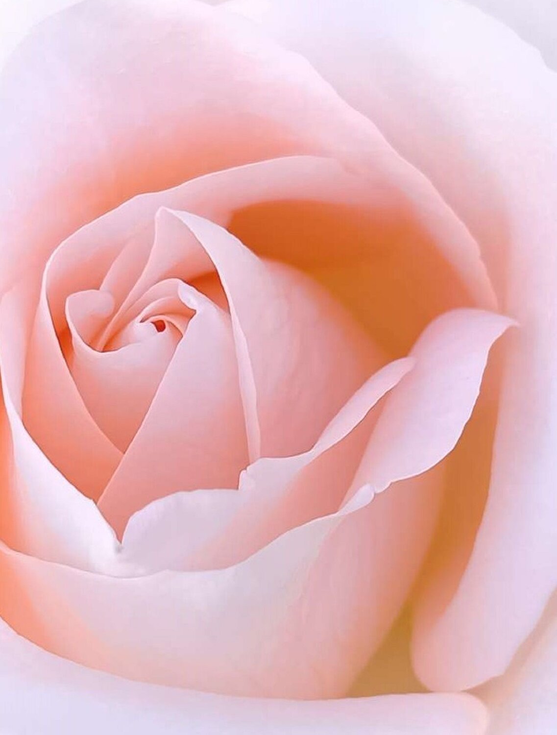 Rose Up