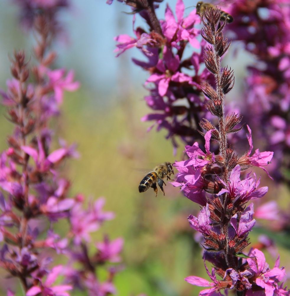 Манящий дербенник....