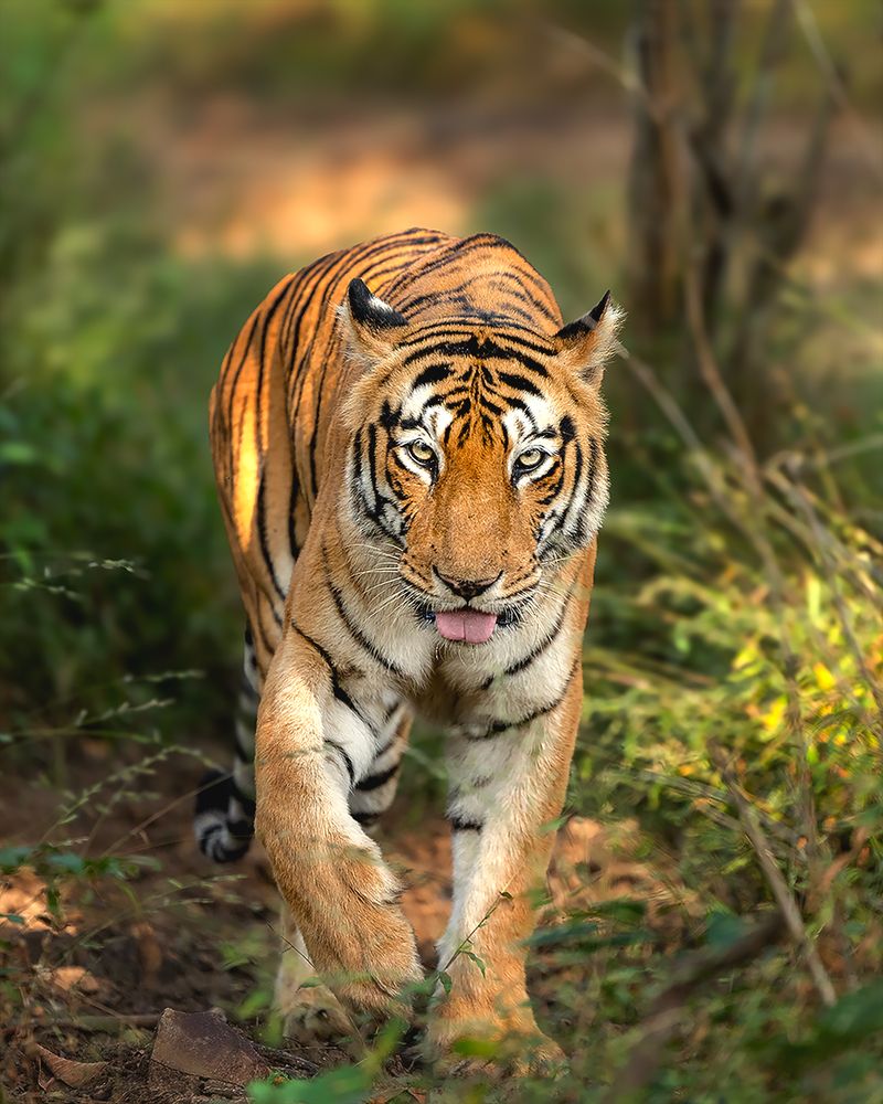 Photograph by Nikhil Narule