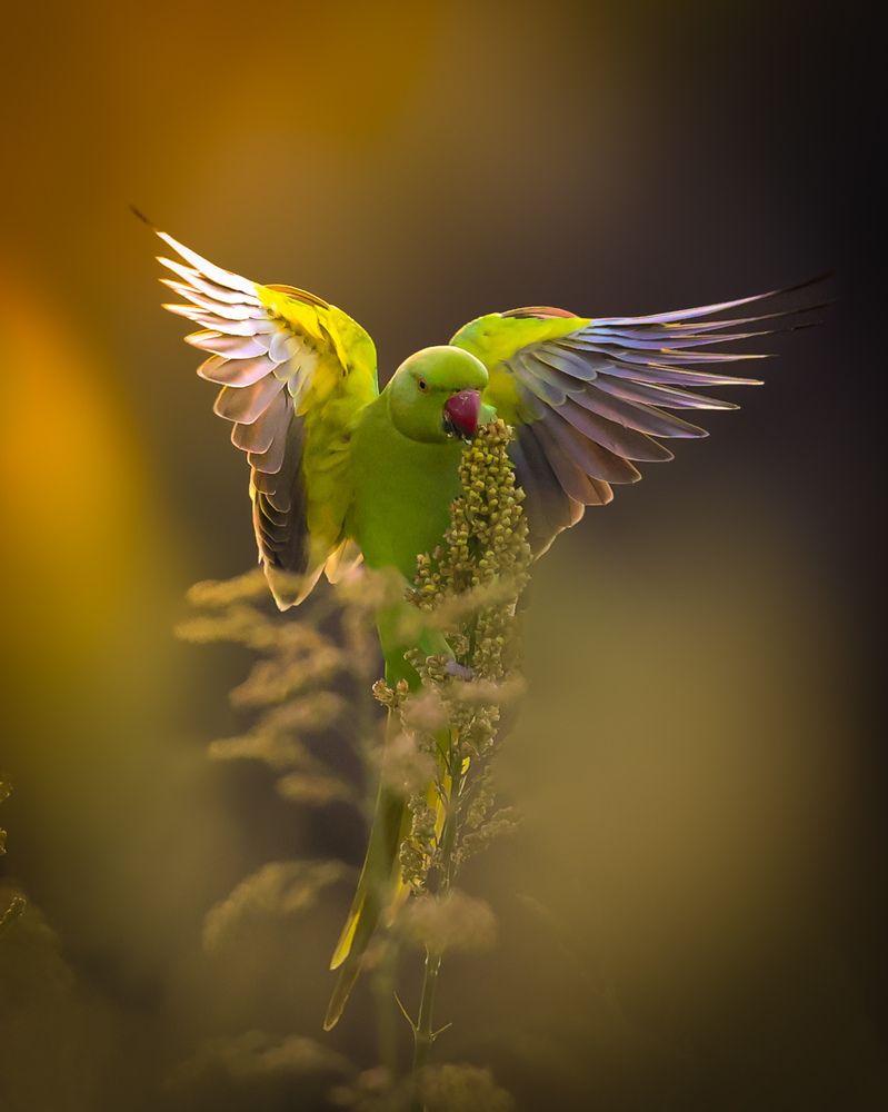 Photograph by Vidisha Choudhury